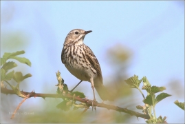 <p>LINDUŠKA LUČNÍ (Anthus pratensis) /Meadow pipit - Wiesenpieper/</p>